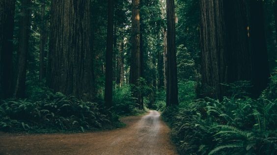 fascinatingforest - Onlyfans Leaked Images 2