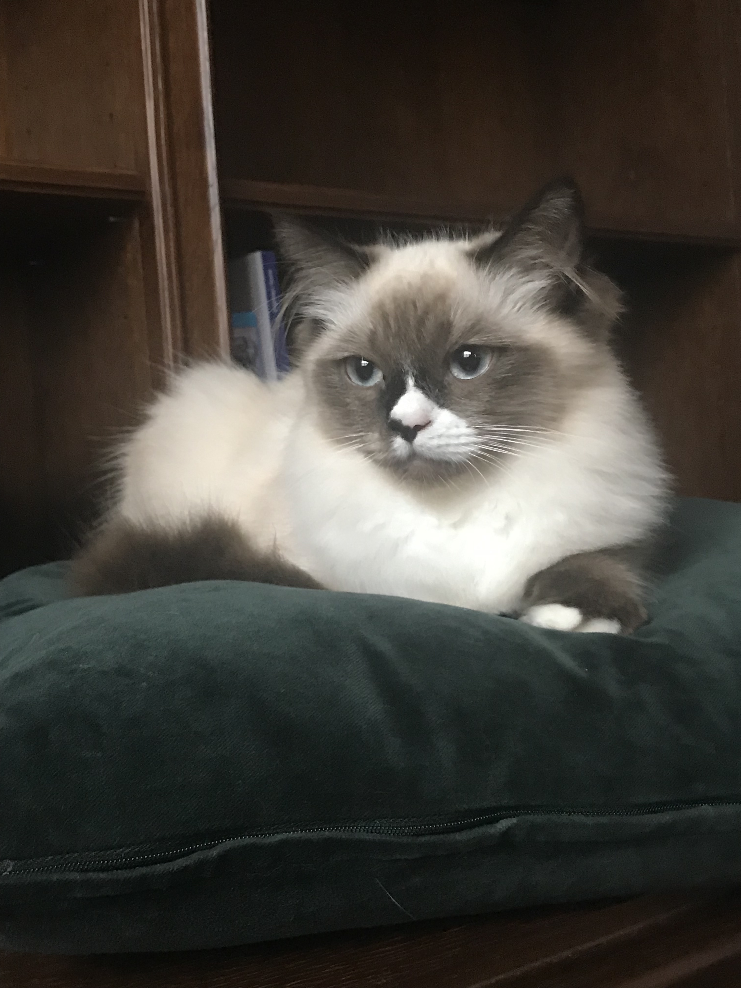 levifluffycat - Onlyfans Leaked Images 2